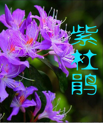 湘西最后的国军司令:紫杜鹃 湘西最后的国军司令:紫杜鹃