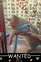 海苔被猫吃了 海苔被猫吃了